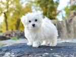 Malteser-Hunde: 6 Fakten über die kleine Hunderasse